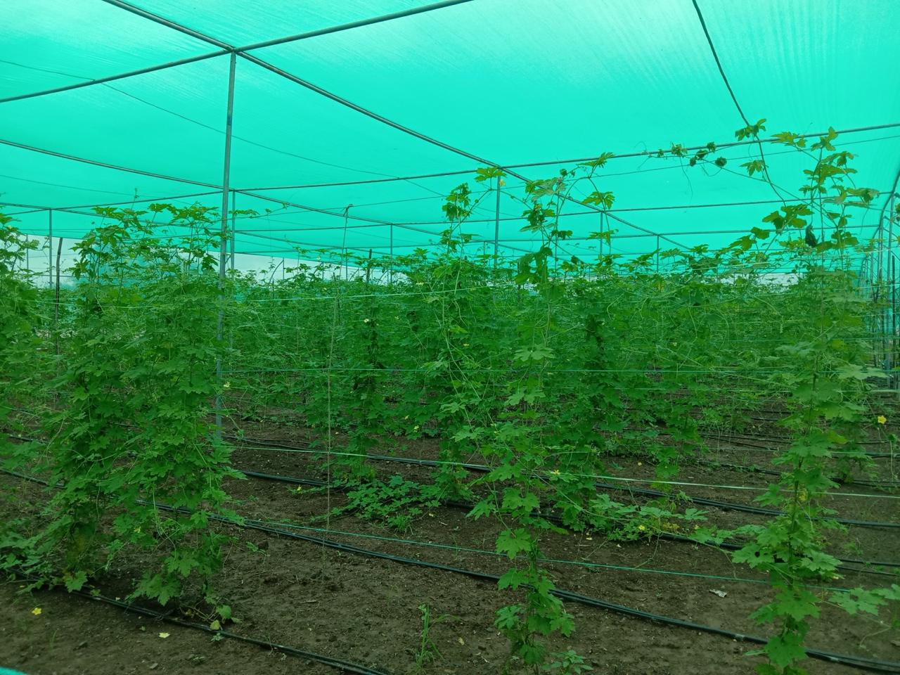 Greenhouse Projects