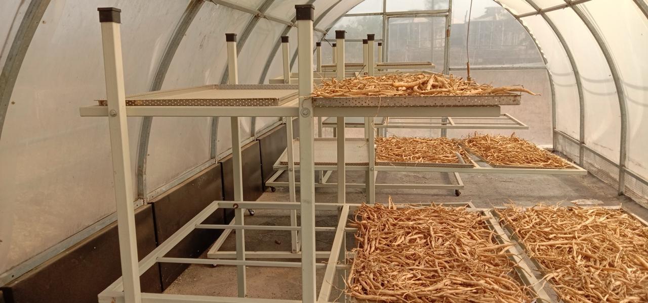 Solar Dryer Projects